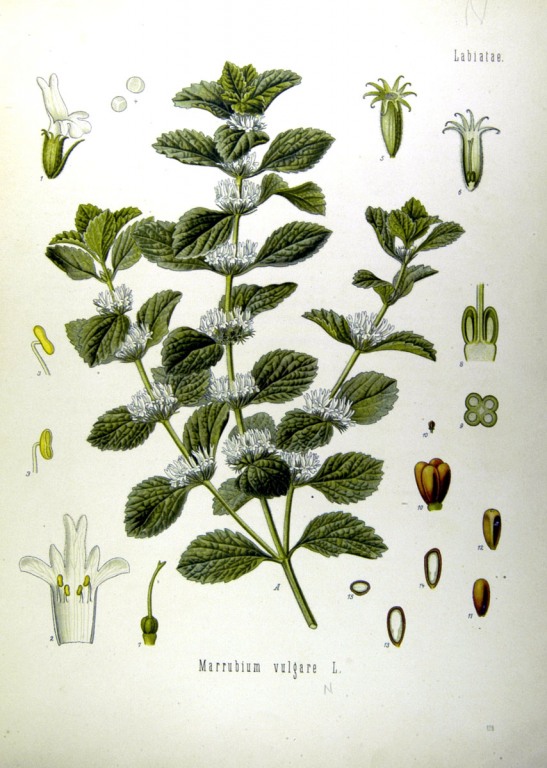Andorn Litho